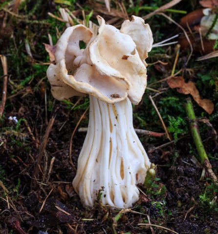 Helvelle crépue (Helvella crispa)