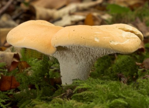 Pied-de-mouton (Hydnum repandum)