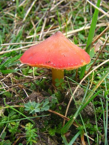 Hygrocybe conique (Hygrocybe conica)