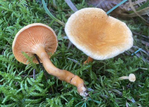 Fausse girolle (Hygrophoropsis aurantiaca)