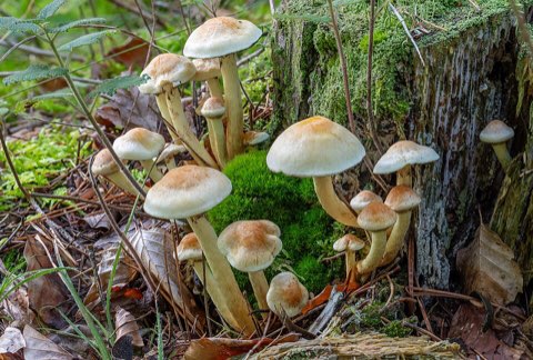Hypholome en touffe (Hypholoma fasciculare)