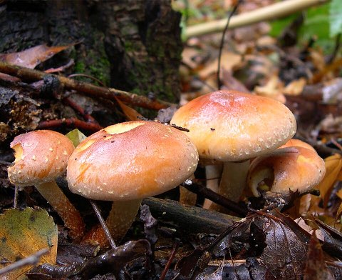Hypholome couleur brique (Hypholoma lateritium)