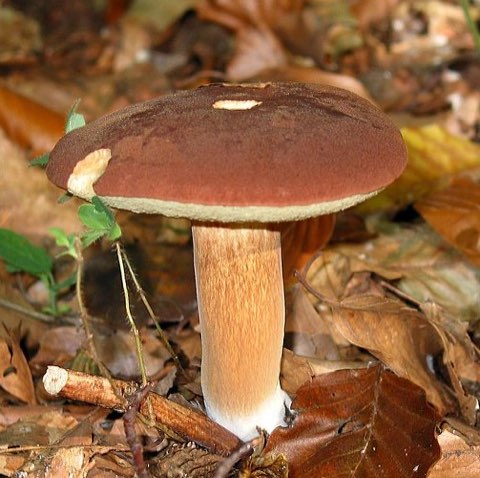 Bolet bai (Imleria badia)