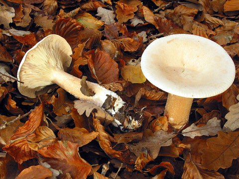 Clitocybe géotrope (Infundibulicybe geotropa)