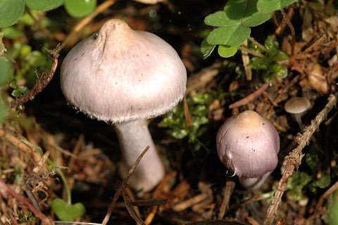 Inocybe à lames couleur de terre (Inocybe geophylla)