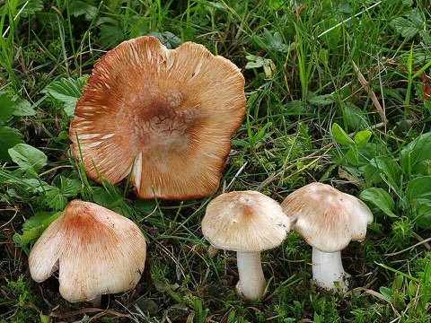Inocybe de Patouillard (Inosperma erubescens)