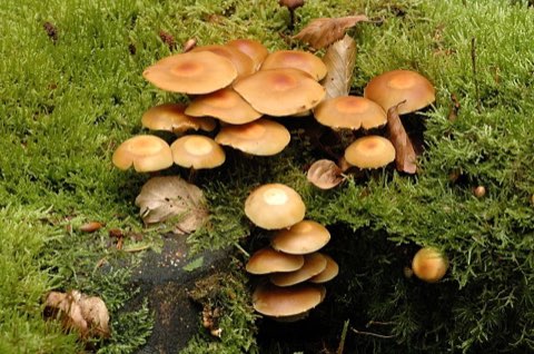 Pholiote changeante (Kuehneromyces mutabilis)