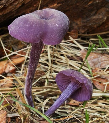 Laccaire améthyste (Laccaria amethystina)