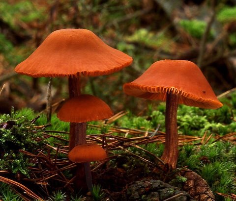 Laccaire laqué (Laccaria laccata)