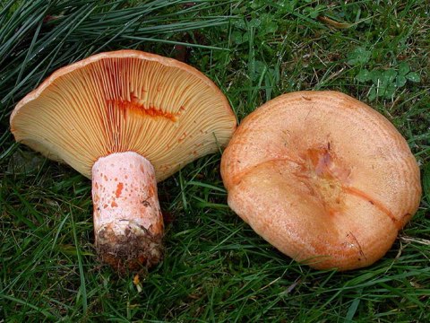 Lactaire délicieux (Lactarius deliciosus)