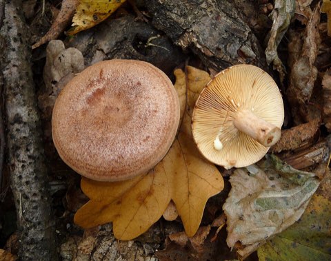 Lactaire tranquille (Lactarius quietus)