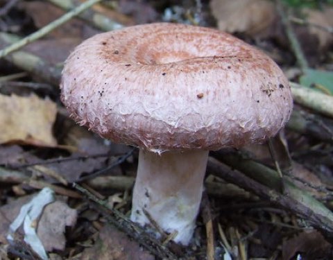 Lactaire à toison (Lactarius torminosus)
