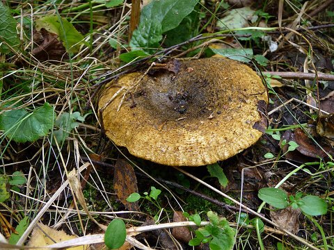 Lactaire plombé (Lactarius turpis)