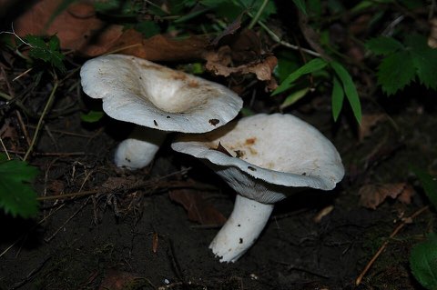 Lactaire poivré (Lactifluus piperatus)