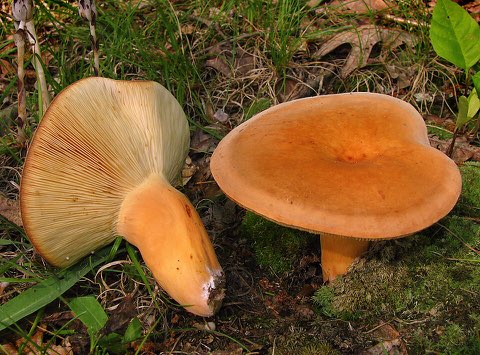 Lactaire à lait abondant (Lactifluus volemus)