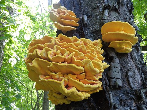 Polypore soufré (Laetiporus sulphureus)