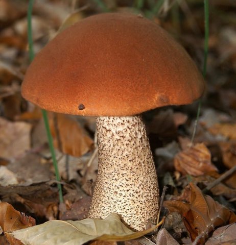Bolet orangé (Leccinum aurantiacum)