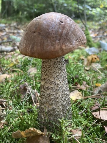 Bolet rude (Leccinum scabrum)