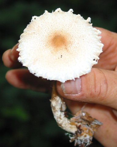 Lépiote crêtée (Lepiota cristata)