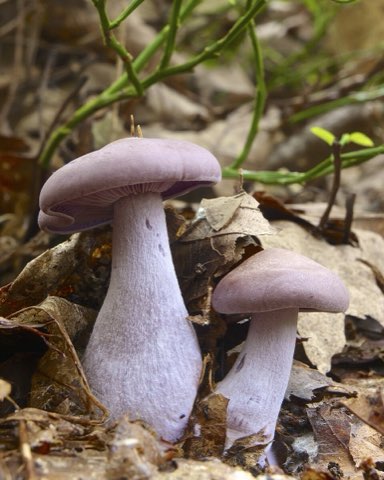 Pied bleu (Lepista nuda)