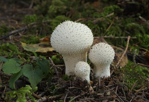 Vesse-de-loup perlée (Lycoperdon perlatum)