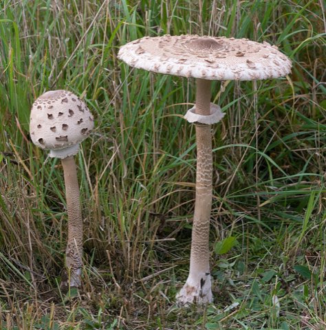 Coulemelle (Macrolepiota procera)