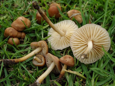 Marasme des Oréades (Marasmius oreades)