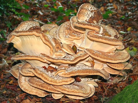 Polypore géant (Meripilus giganteus)
