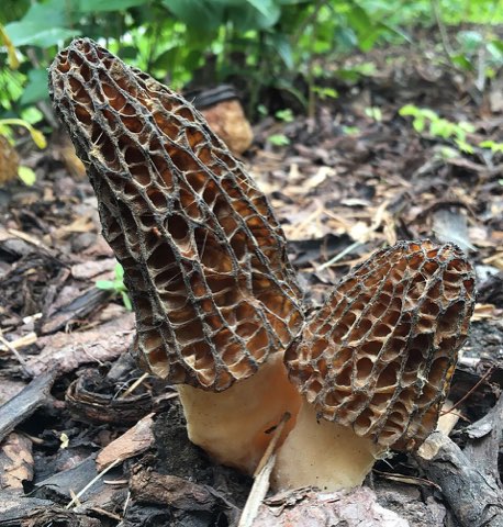 Morille conique (Morchella elata)
