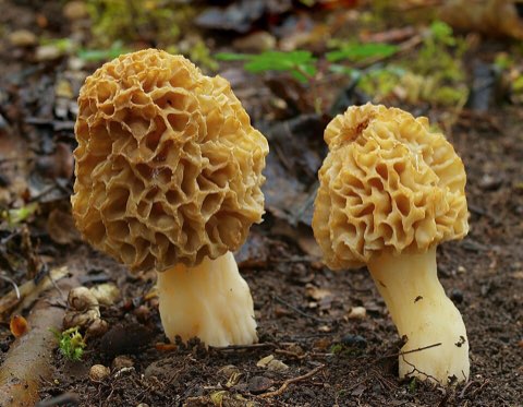 Morille blonde (Morchella esculenta)