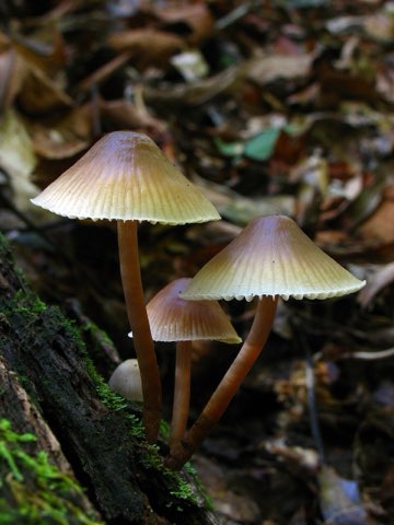 Mycène en casque (Mycena galericulata)