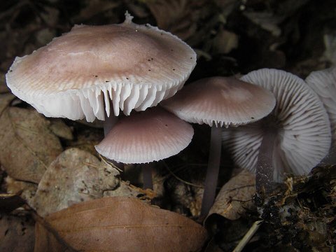 Mycène pure (Mycena pura)