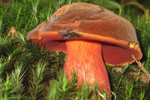 Bolet à pied rouge (Neoboletus erythropus)