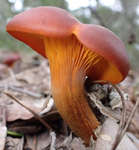 Clitocybe de l’olivier (Omphalotus olearius)