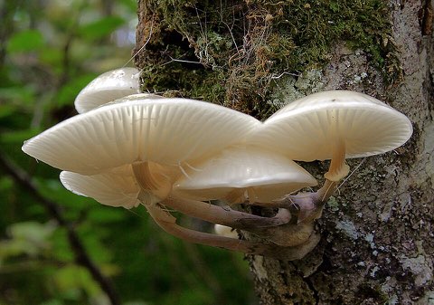 Mucidule visqueuse (Oudemansiella mucida)