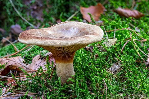 Paxille enroulé (Paxillus involutus)