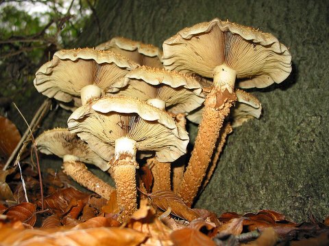 Pholiote écailleuse (Pholiota squarrosa)
