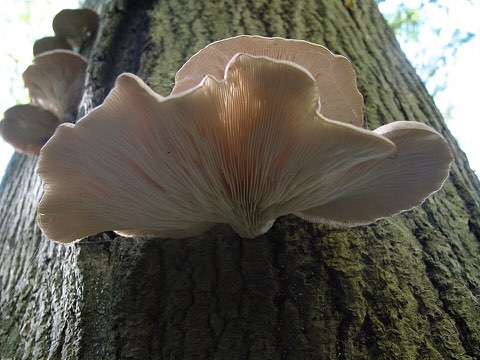 Pleurote en huître (Pleurotus ostreatus)