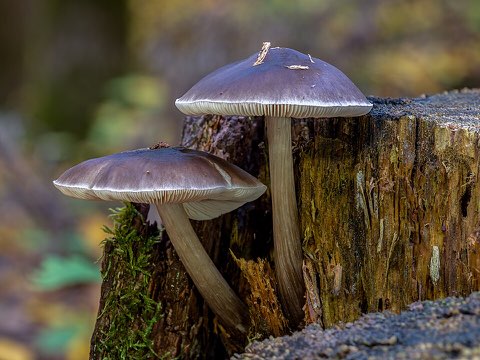 Plutée couleur de cerf (Pluteus cervinus)