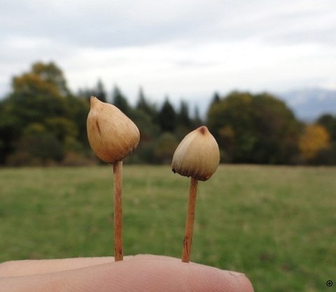 Psilocybe lancéolé (Psilocybe semilanceata)