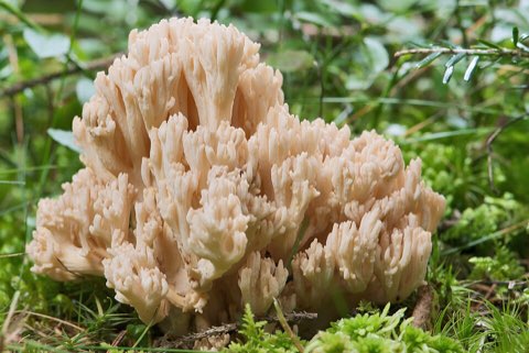 Clavaire élégante (Ramaria formosa)