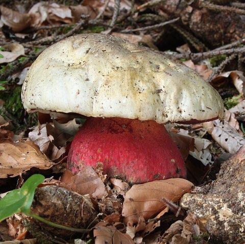 Bolet satan (Rubroboletus satanas)
