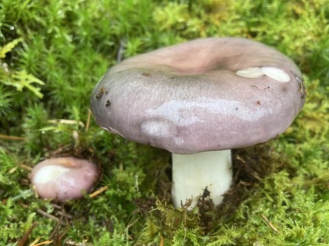 Russule charbonnière (Russula cyanoxantha)