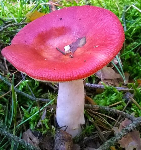 Russule émétique (Russula emetica)