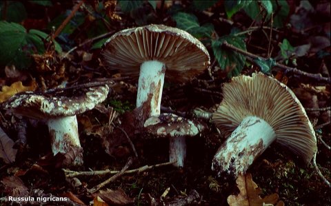 Russule noircissante (Russula nigricans)