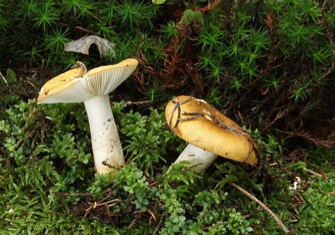 Russule ocre et blanche (Russula ochroleuca)