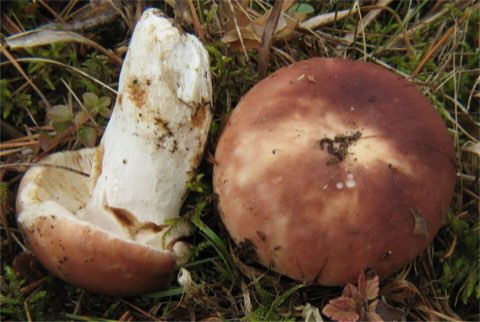 Russule comestible (Russula vesca)