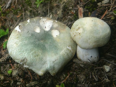 Russule verdoyante (Russula virescens)