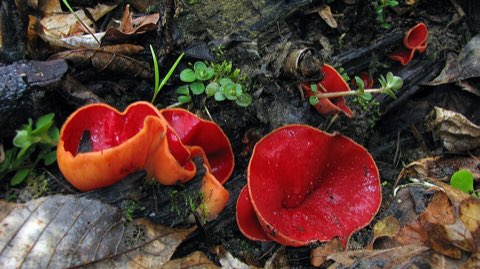Pézize écarlate (Sarcoscypha austriaca)