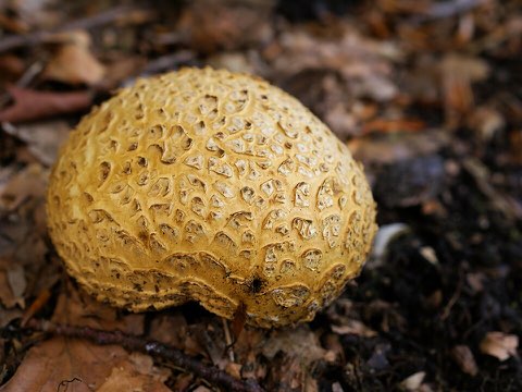 Scléroderme citrin (Scleroderma citrinum)